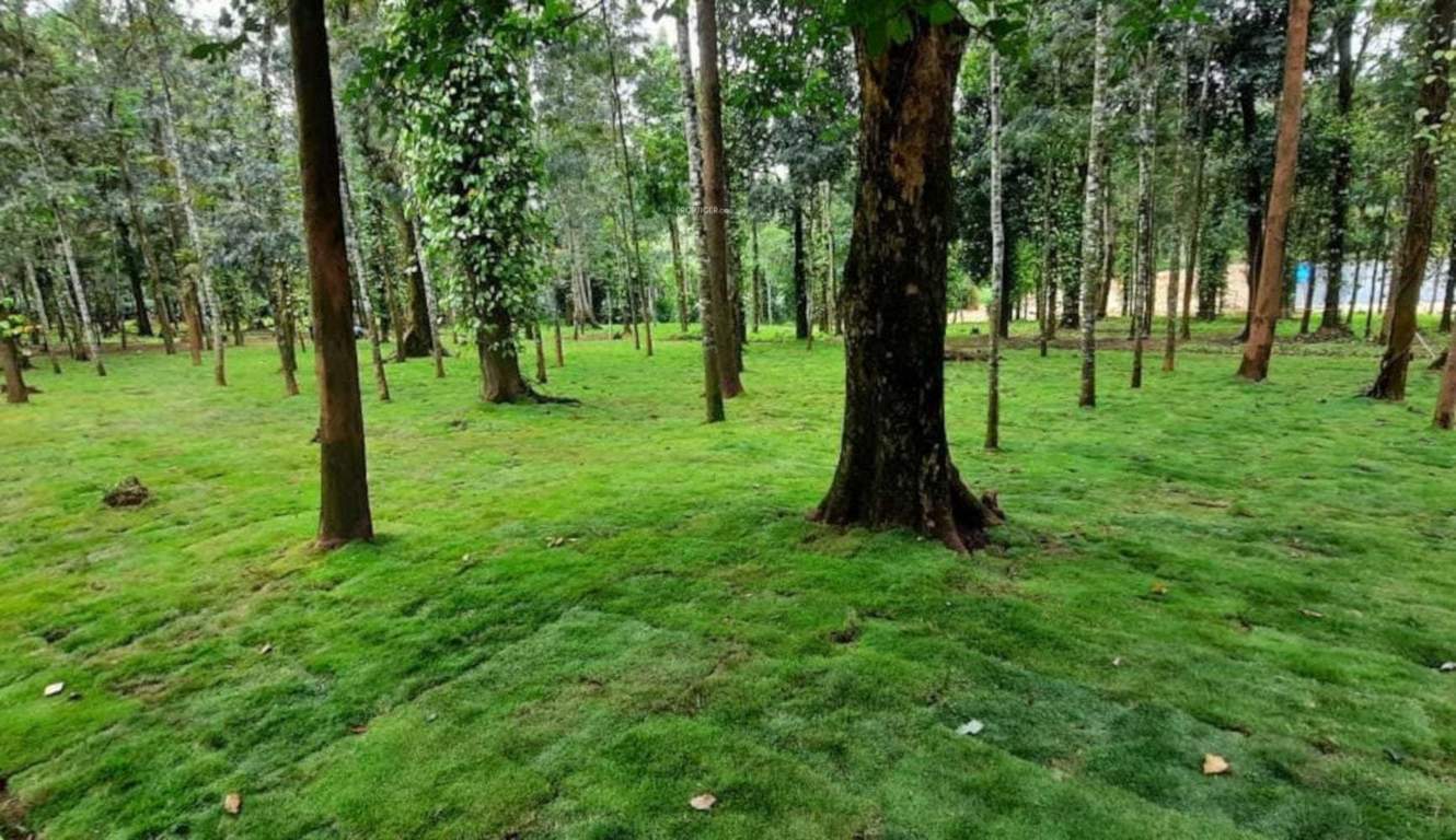  lost in the woods Plot