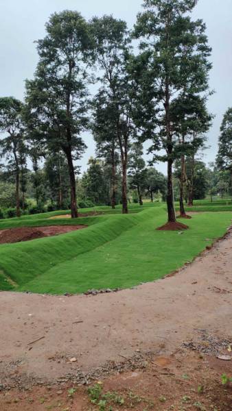  lost-in-the-woods Plot