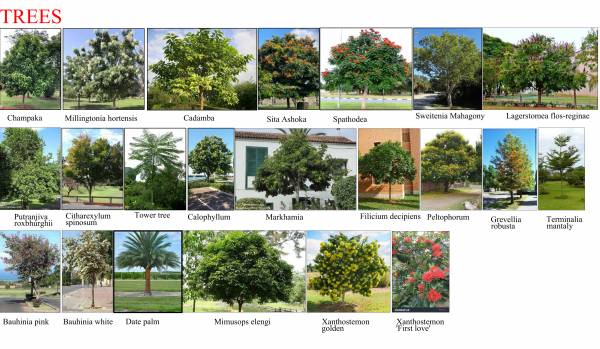  lavanya-cosmos Others