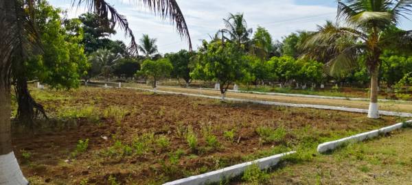 Elevation jai-garden Elevation