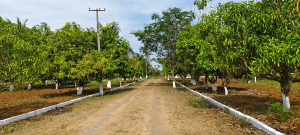  jai-garden Internal Roads & Footpaths