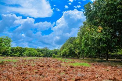 Red Soil Mango Farms