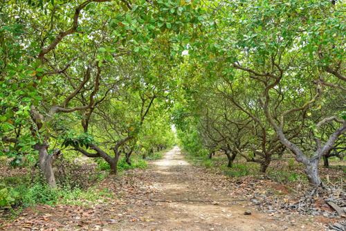  red-soil-mango-farms Landscape Garden and Tree Planting