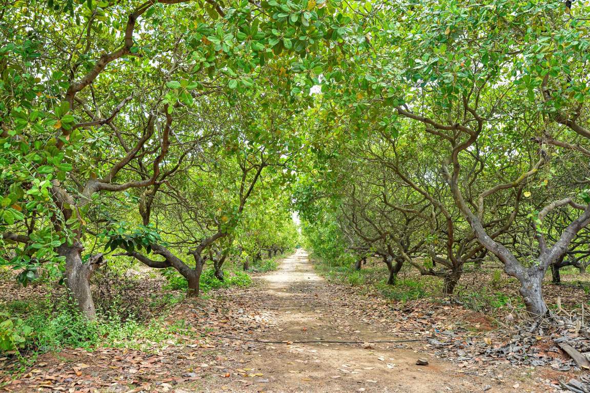  red soil mango farms Landscape Garden and Tree Planting