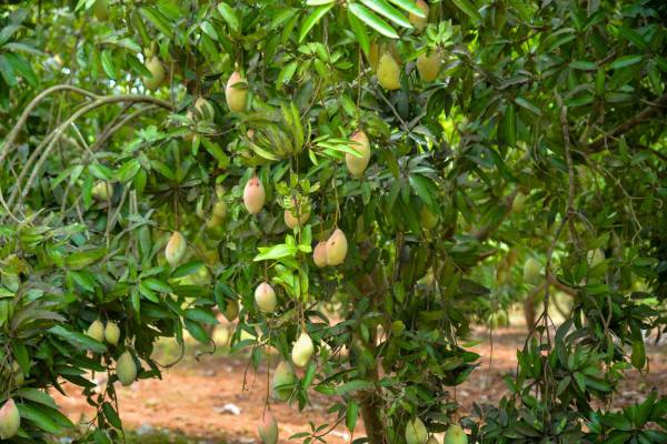  red-soil-mango-farms Others