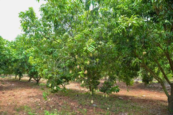  red-soil-mango-farms Others