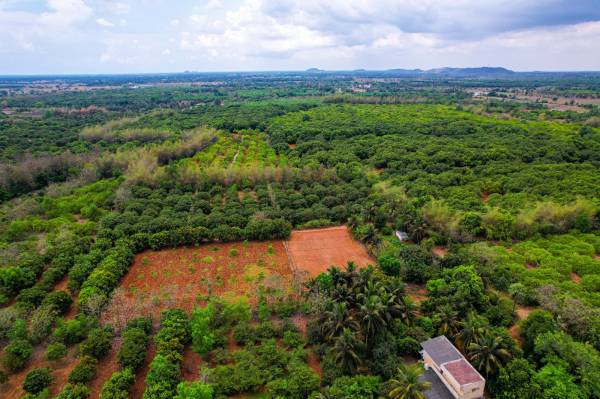 red-soil-mango-farms Plot