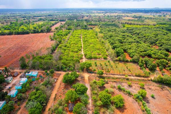  red-soil-mango-farms Plot