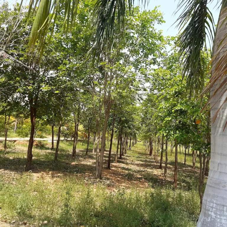  the green ridge Plot