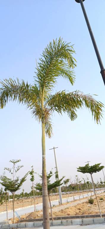  shaantham meadows Plot