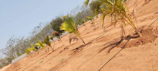 Elevation sahasra-mango-garden Elevation