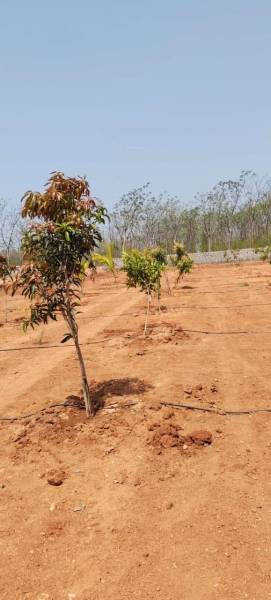  sahasra-mango-garden Plot