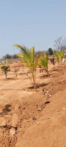  sahasra-mango-garden Plot