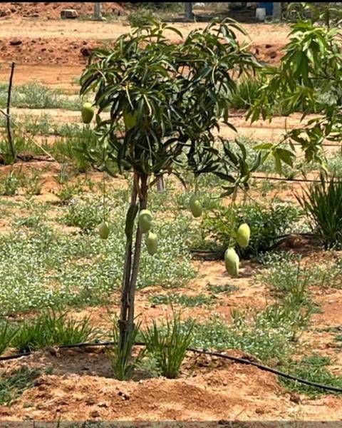  sahasra-mango-garden Plot