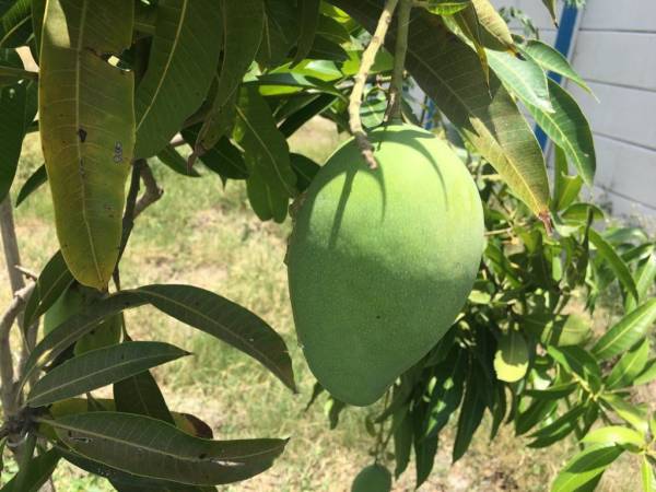  samskruthi-farms Plot