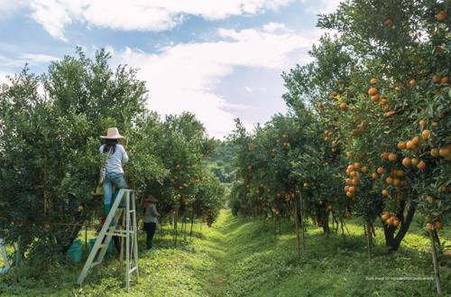  woodside-estate-phase-1 Landscape Garden and Tree Planting
