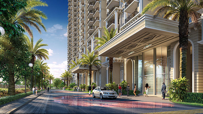 grand begonia Others