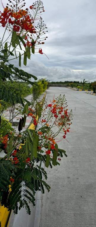  wonder farms Internal Roads & Footpaths