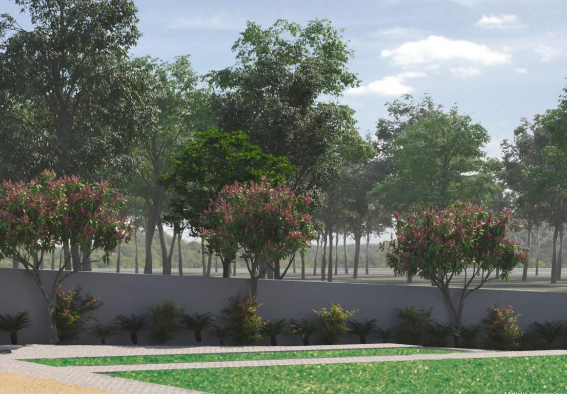  amora Landscape Garden and Tree Planting