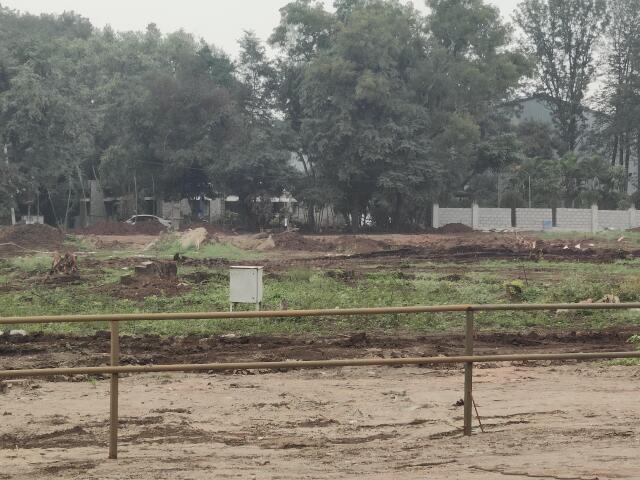 Prestige Pine Forest