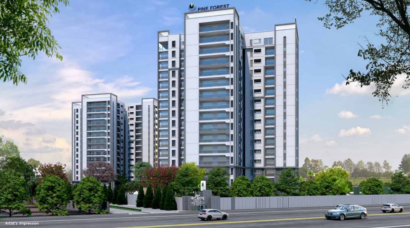  project pine forest Elevation