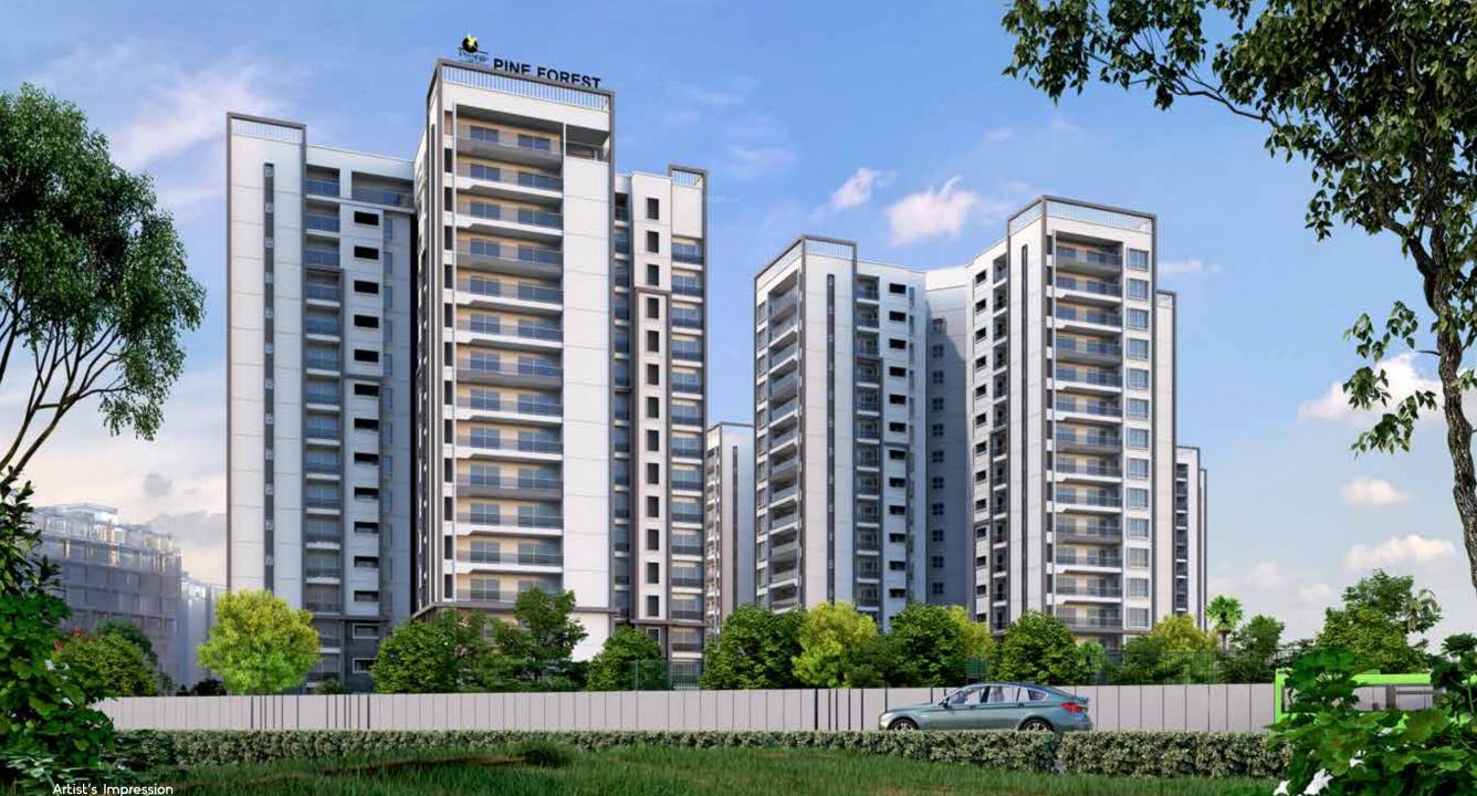  project pine forest Elevation