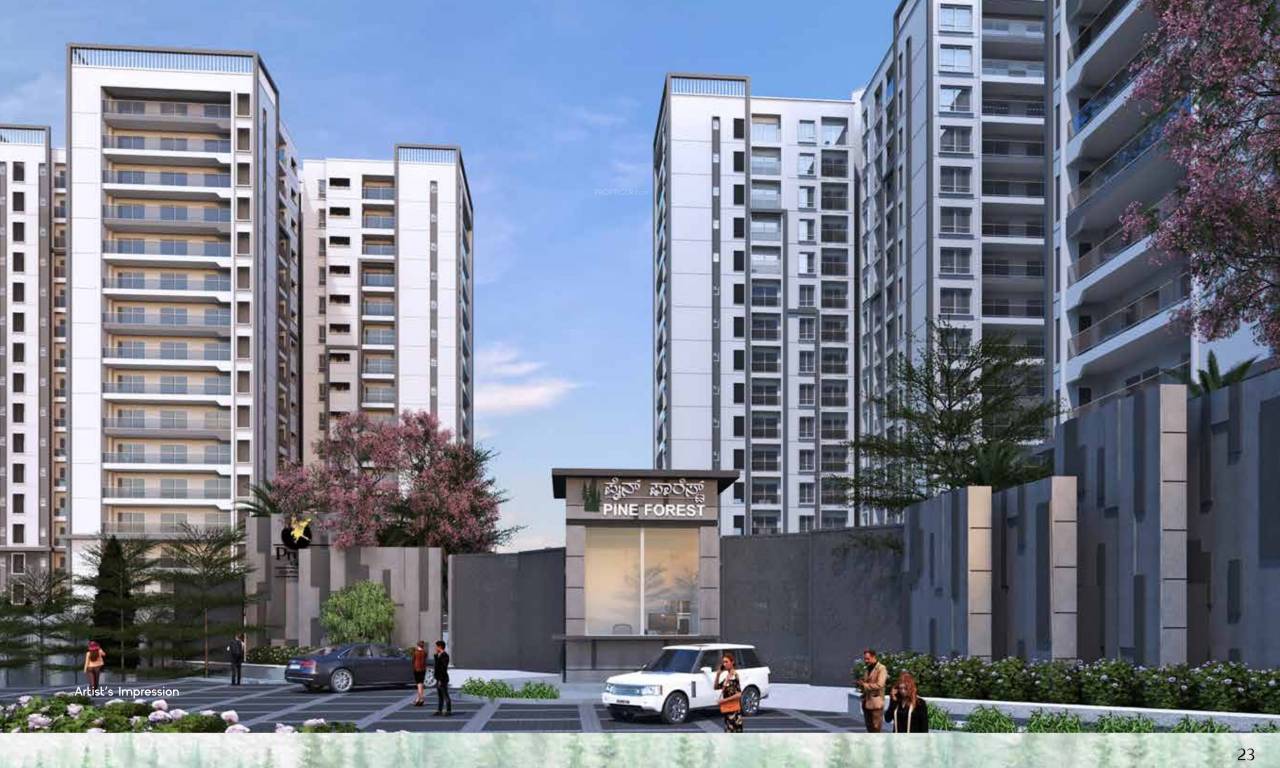  project pine forest Elevation