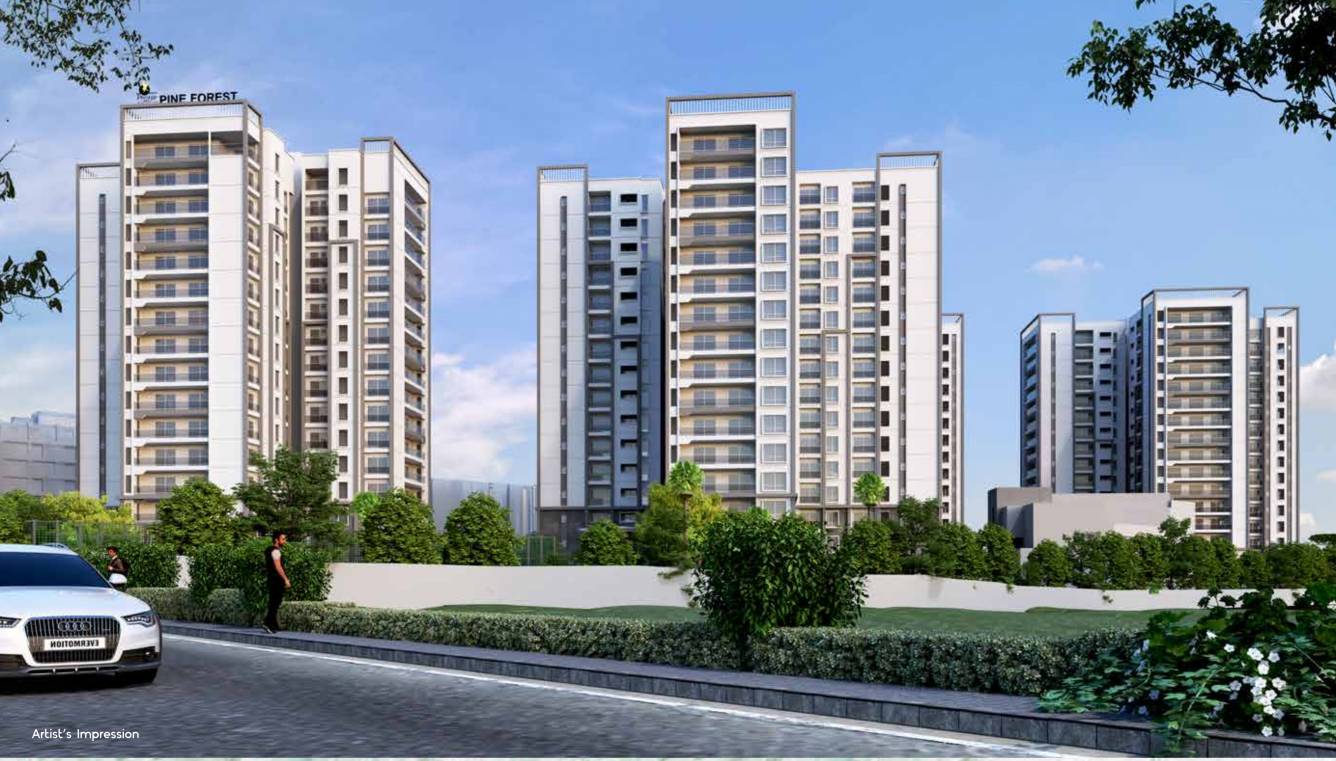  project pine forest Elevation