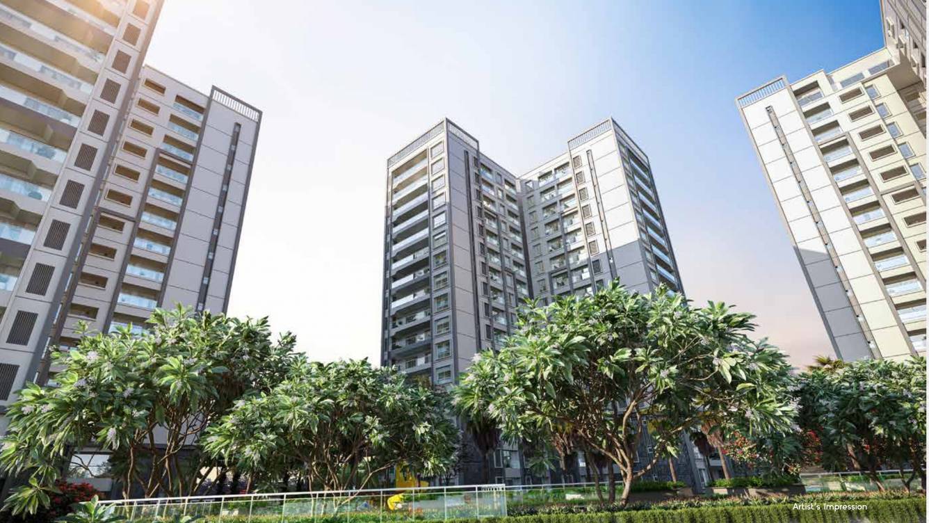  project pine forest Elevation