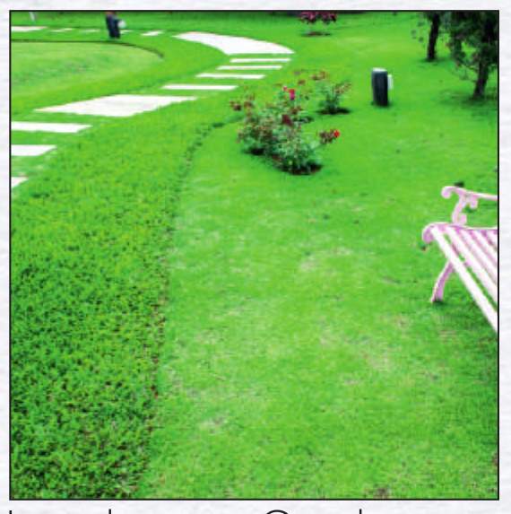  shree hari 142 phase 2 Landscape Garden and Tree Planting