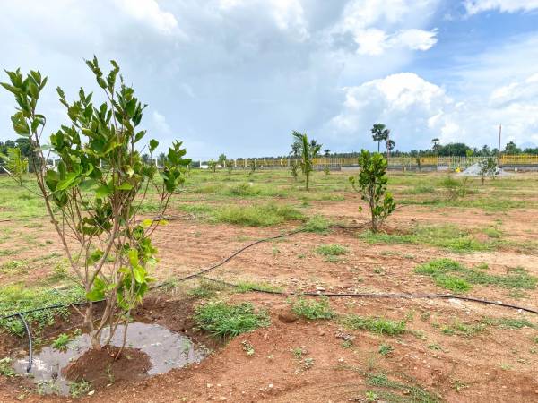 dummy-Lands and Lands Pazhamudhir Thottam