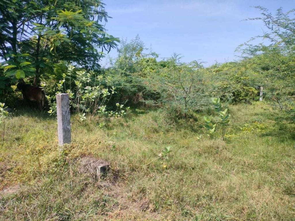 Casagrand Palm Meadows