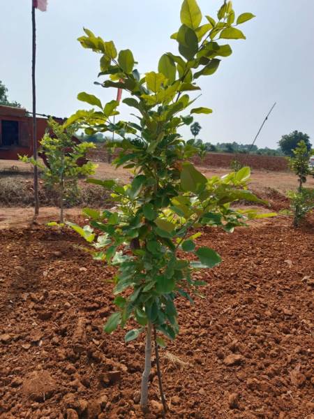  red-sandal-farm Elevation