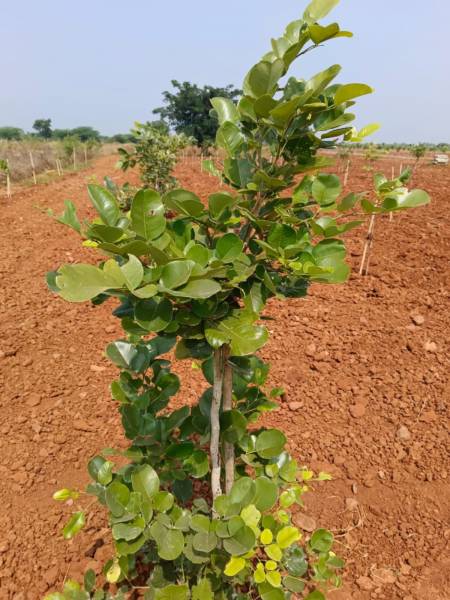  red-sandal-farm Elevation