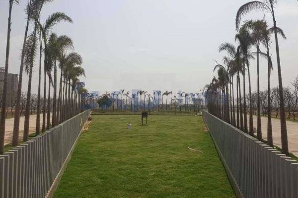 Elevation oyster-greens Elevation