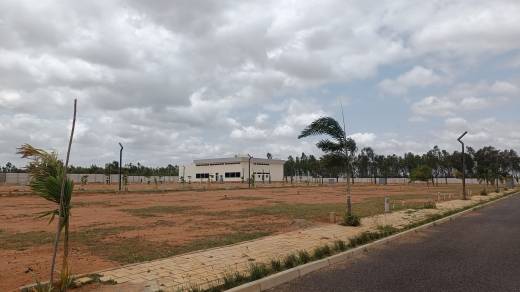 grevillea Elevation Elevation