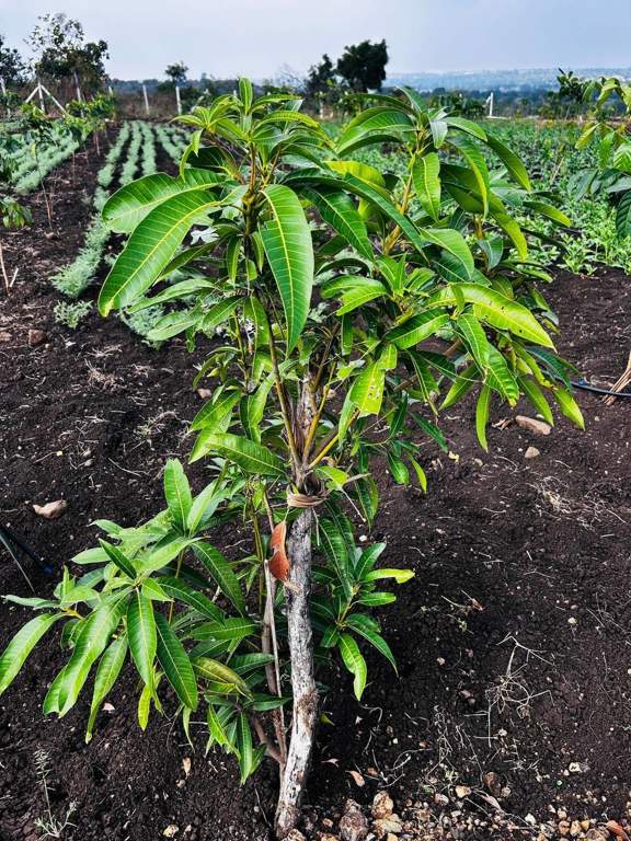  mana polam v Landscape Garden and Tree Planting