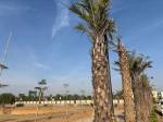  palmera-garden-phase-1 Plot