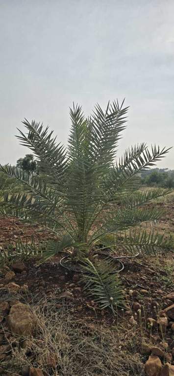  treasure island Plot