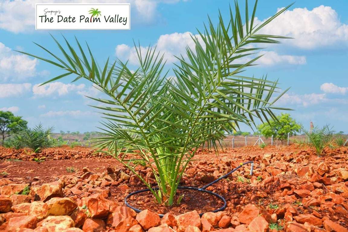  treasure island Plot