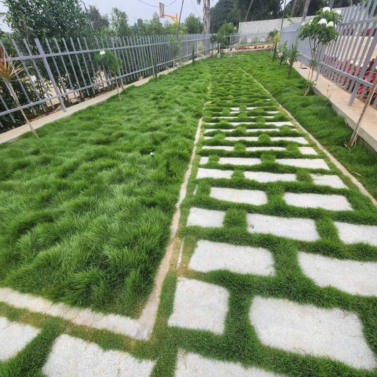  gardenia Landscape Garden and Tree Planting