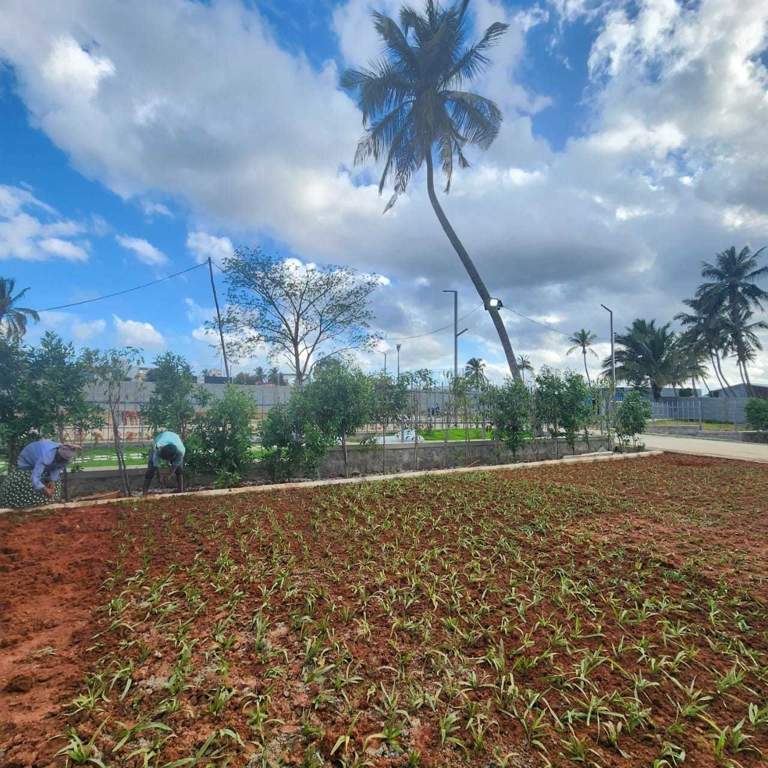  gardenia Landscape Garden and Tree Planting