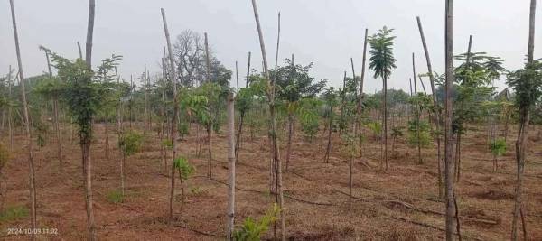 Elevation shiva-farm Elevation