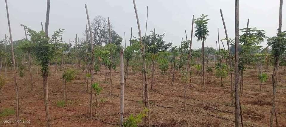  shiva farm Elevation