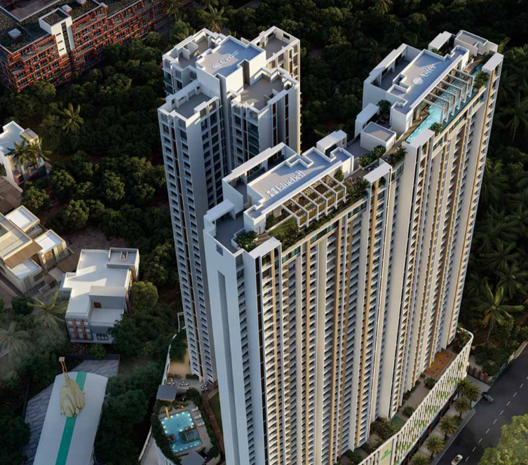  greenville aster Elevation