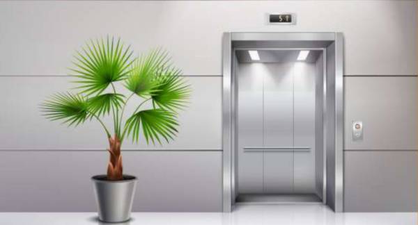  paradise-peony Lift(s)