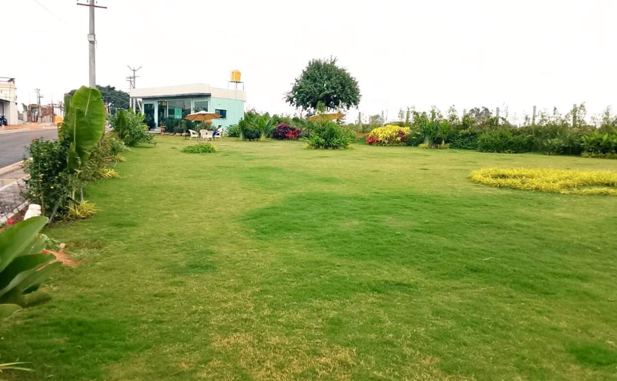  palm paradise by westbury Landscape Garden and Tree Planting