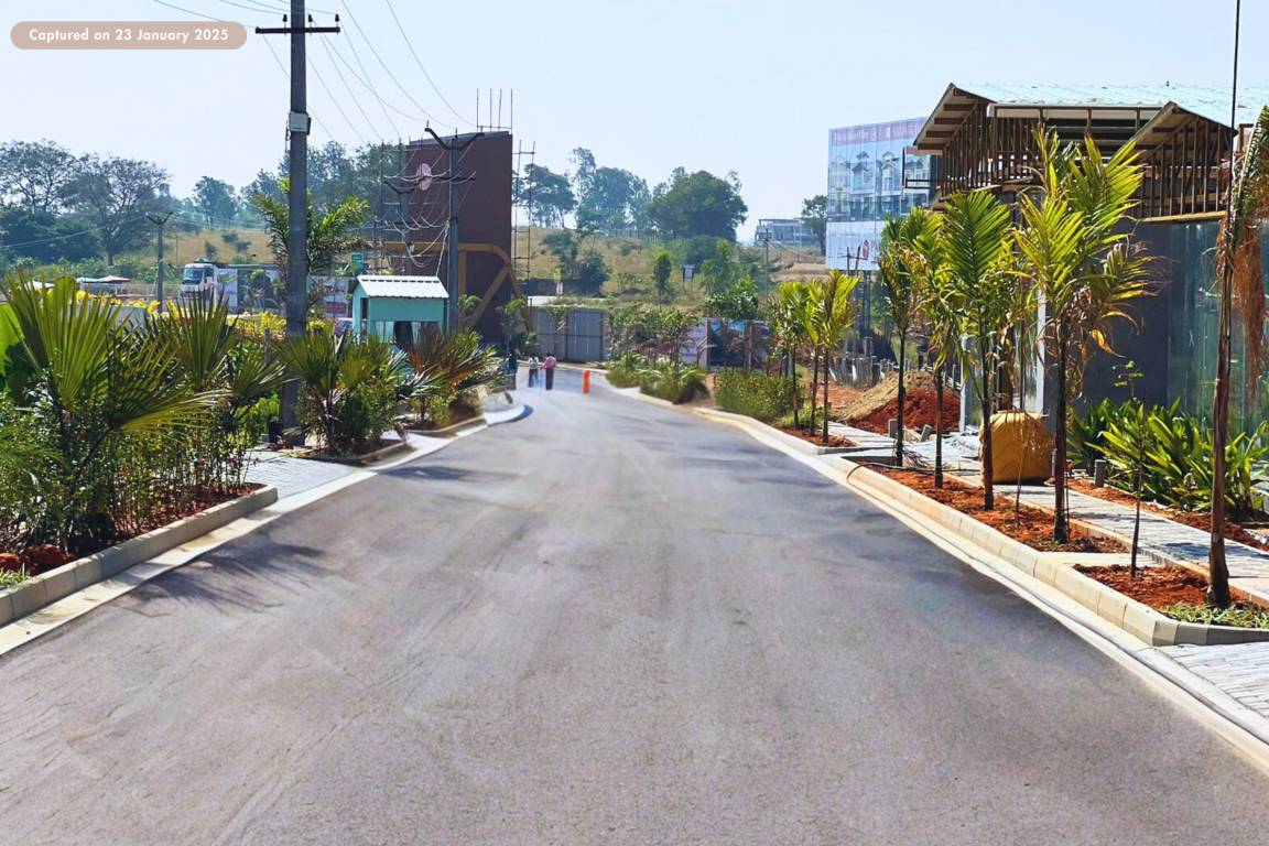  palm paradise Others