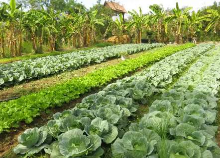 sobuj potro phase ii Organic Farming