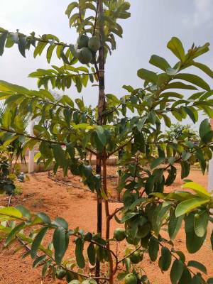  gachibowli-paradise-county-phase-5 Plot